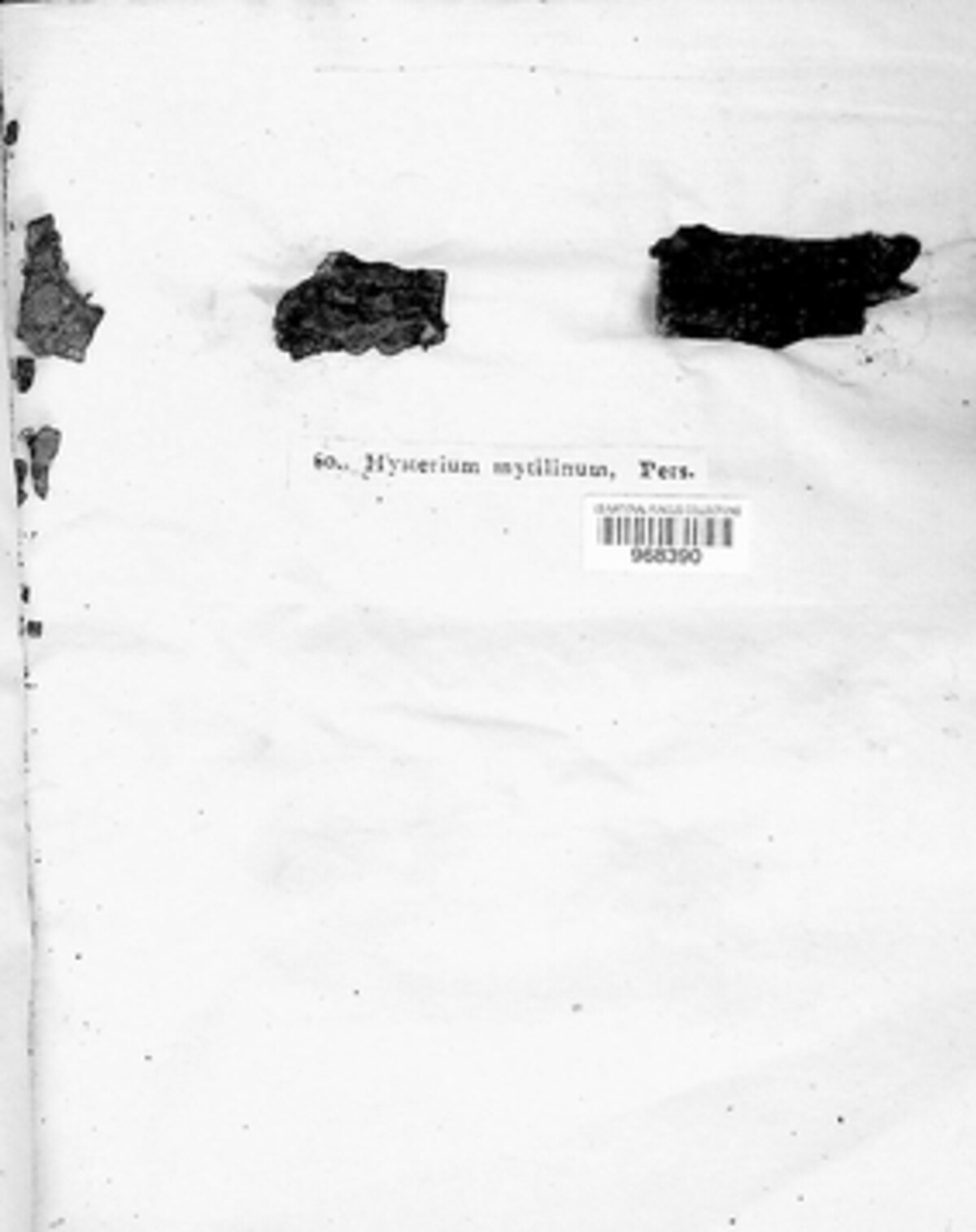 Lophium mytilinum image